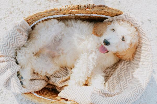 /Images/uploads/The Murphee and Sugar Angel Foundation/murpheeandsugar-pet-photo-contest-fundraiser/entries/27834thumb.jpg